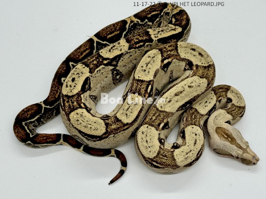 T+VPI HET LEOPARD